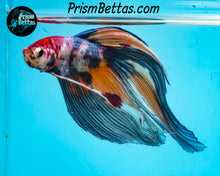 Load image into Gallery viewer, Candy Koi Veiltail Male