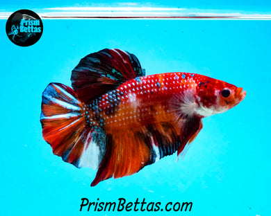 Candy Koi GIANT Halfmoon Plakat Male