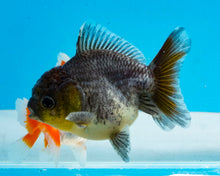 Load image into Gallery viewer, Kirin Oranda Shogun Godzilla (2.5-3.5 inches) Imported from Thailand