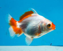 Load image into Gallery viewer, Orange and White Oranda Shogun Godzilla (2.5-3.5 inches) Imported from Thailand