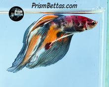 Load image into Gallery viewer, Candy Koi Veiltail Male