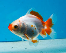 Load image into Gallery viewer, Orange and White Oranda Shogun Godzilla (2.5-3.5 inches) Imported from Thailand