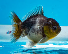 Load image into Gallery viewer, Kirin Oranda Shogun Godzilla (2.5-3.5 inches) Imported from Thailand