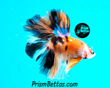 Load image into Gallery viewer, Candy Koi Halfmoon Male