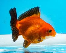 Load image into Gallery viewer, Orange and Black Oranda Shogun Godzilla (2.5-3.5 inches) Imported from Thailand