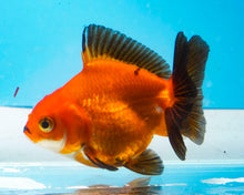 Load image into Gallery viewer, Orange and Black Oranda Shogun Godzilla (2.5-3.5 inches) Imported from Thailand