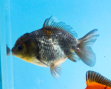 Load image into Gallery viewer, Kirin Oranda Shogun Godzilla (2.5-3.5 inches) Imported from Thailand