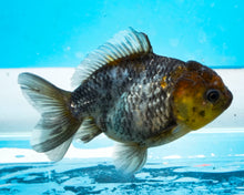 Load image into Gallery viewer, Kirin Oranda Shogun Godzilla (2.5-3.5 inches) Imported from Thailand