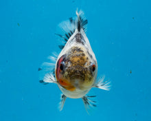 Load image into Gallery viewer, Calico Oranda Shogun Godzilla (2.5-3.5 inches) Imported from Thailand