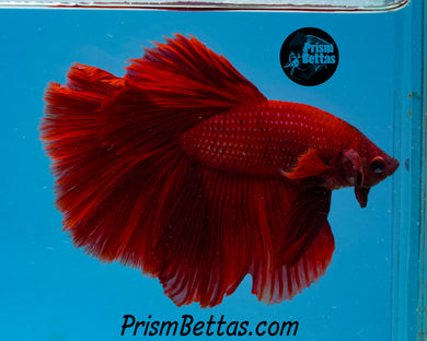 Red Halfmoon Male