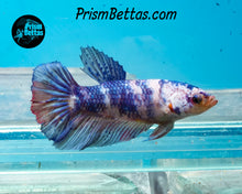 Load image into Gallery viewer, Marble Halfmoon Female