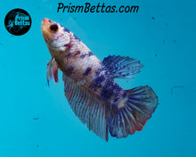 Load image into Gallery viewer, Marble Halfmoon Female