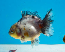 Load image into Gallery viewer, Calico Oranda Shogun Godzilla (2.5-3.5 inches) Imported from Thailand