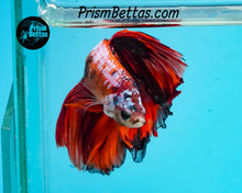 Load image into Gallery viewer, Candy Koi Halfmoon Male