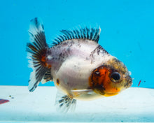 Load image into Gallery viewer, Calico Oranda Shogun Godzilla (2.5-3.5 inches) Imported from Thailand