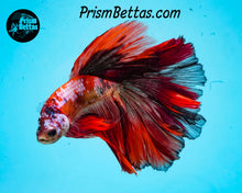 Load image into Gallery viewer, Candy Koi Halfmoon Male