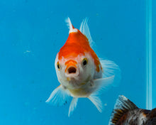 Load image into Gallery viewer, Orange and White Shogun Godzilla (2.5-3.5 inches) Imported from Thailand