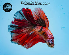 Load image into Gallery viewer, Candy Koi Halfmoon Male