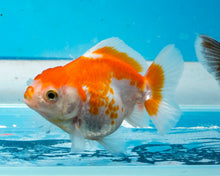 Load image into Gallery viewer, Orange and White Shogun Godzilla (2.5-3.5 inches) Imported from Thailand