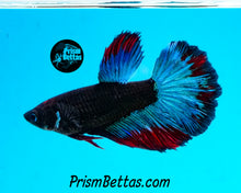 Load image into Gallery viewer, Blacklight Halfmoon Female