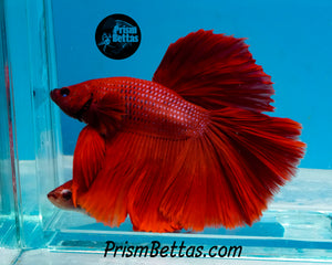 Red Halfmoon Male