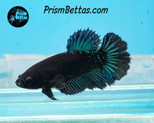 Load image into Gallery viewer, Blacklight Halfmoon Female
