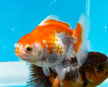 Load image into Gallery viewer, Orange and White Shogun Godzilla (2.5-3.5 inches) Imported from Thailand