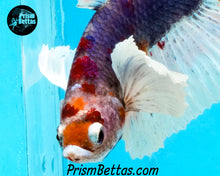 Load image into Gallery viewer, Marble Dumbo Halfmoon Plakat Male