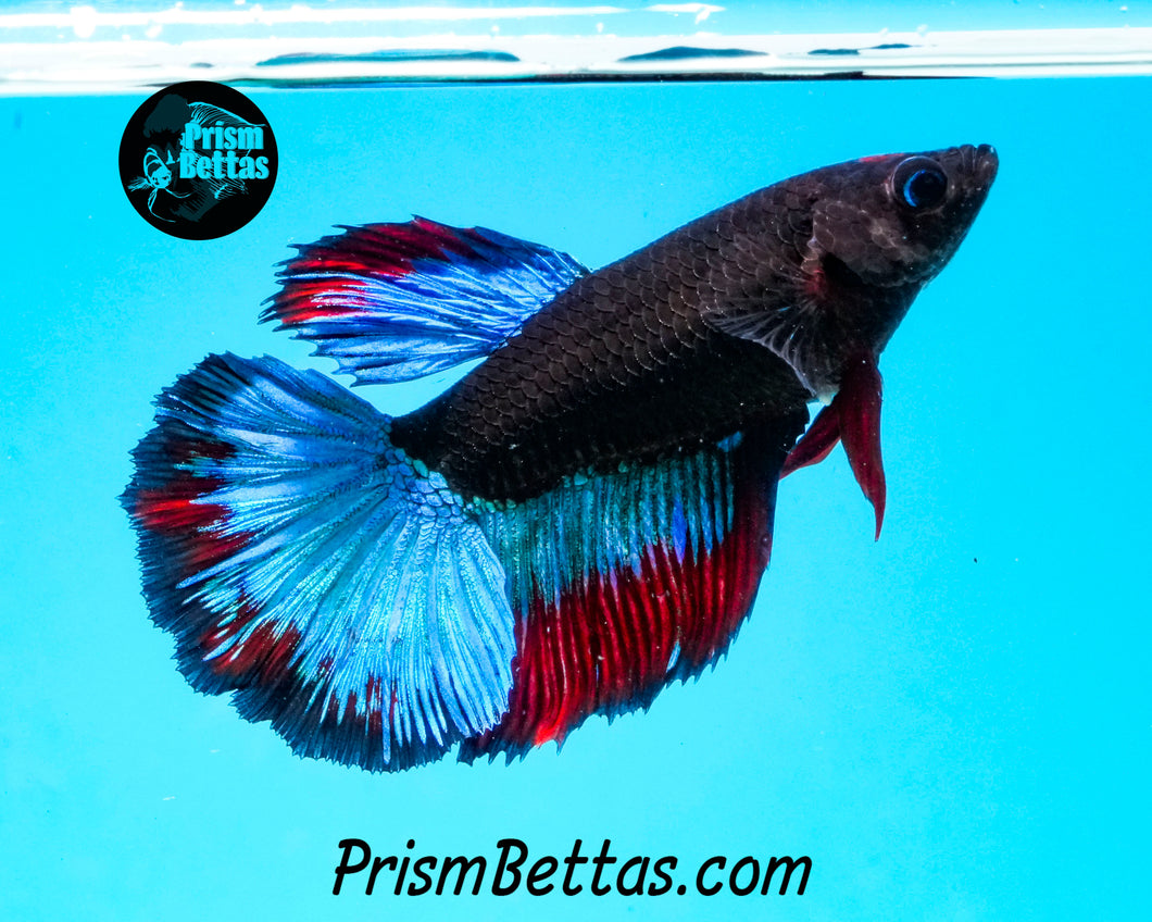 Blacklight Halfmoon Female