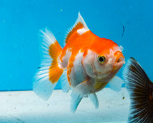 Load image into Gallery viewer, Orange and White Shogun Godzilla (2.5-3.5 inches) Imported from Thailand