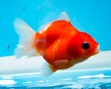 Load image into Gallery viewer, Orange and White Shogun Godzilla (2.5-3.5 inches) Imported from Thailand