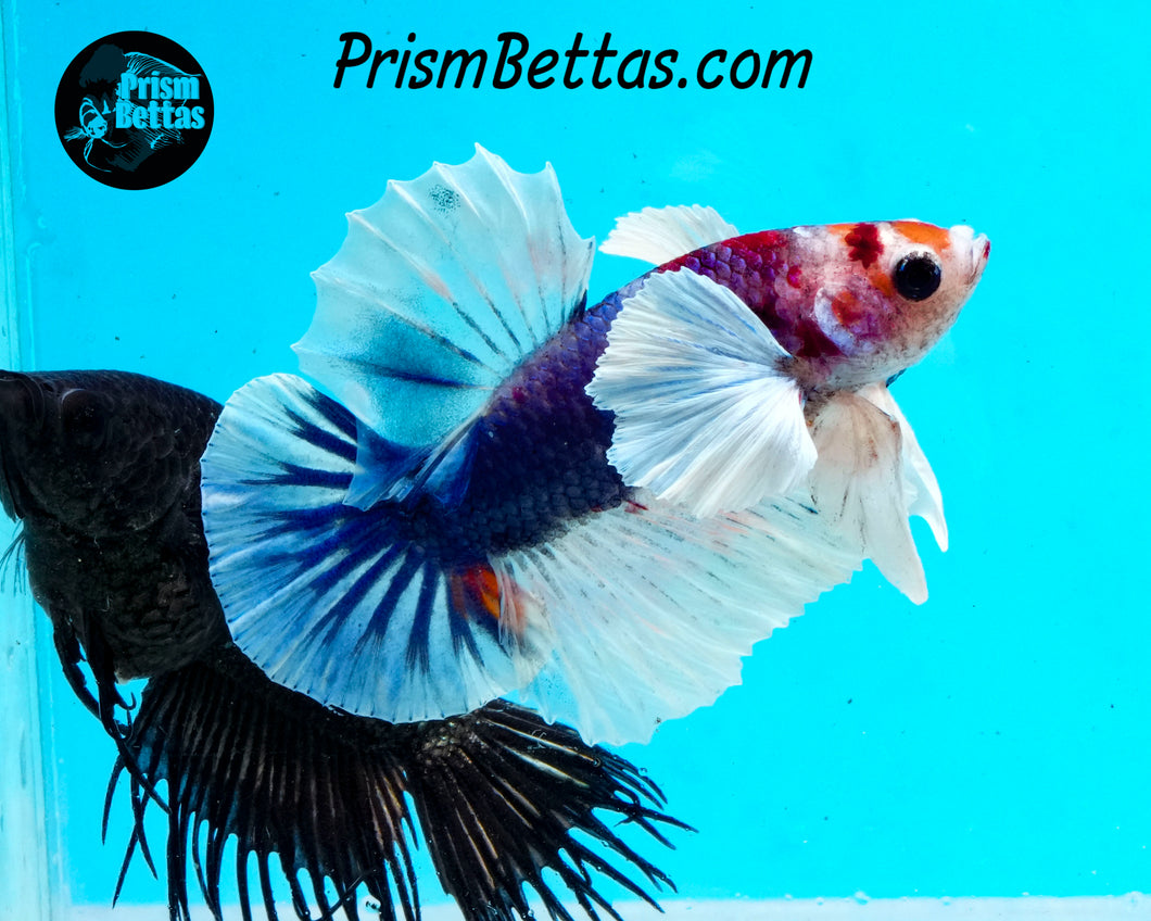 Marble Dumbo Halfmoon Plakat Male