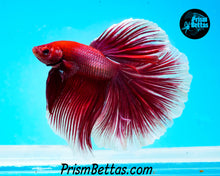 Load image into Gallery viewer, Purple Salamander Rosetail Halfmoon Male