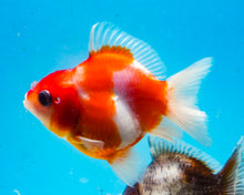 Load image into Gallery viewer, Orange and White Shogun Godzilla (2.5-3.5 inches) Imported from Thailand