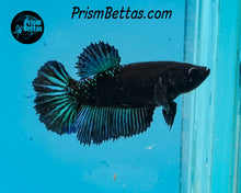 Load image into Gallery viewer, Blacklight Halfmoon Female