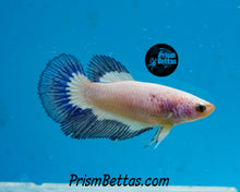 Load image into Gallery viewer, Blue Rim Marble Halfmoon Female