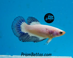 Blue Rim Marble Halfmoon Female