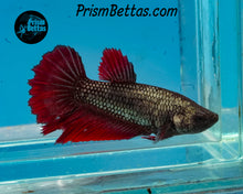 Load image into Gallery viewer, Red Copper Halfmoon Female