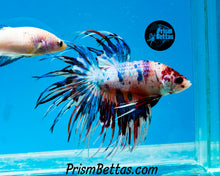 Load image into Gallery viewer, Rainbow Marble Crowntail Male