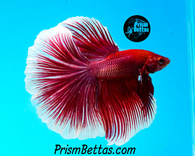 Purple Salamander Rosetail Halfmoon Male