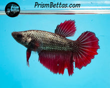 Load image into Gallery viewer, Red Copper Halfmoon Female