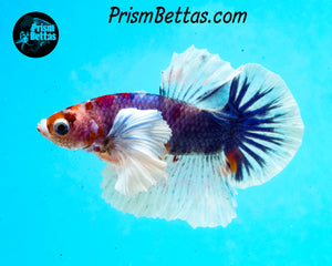 Marble Dumbo Halfmoon Plakat Male
