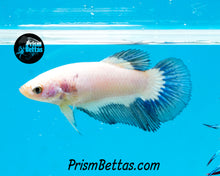 Load image into Gallery viewer, Blue Rim Marble Halfmoon Female