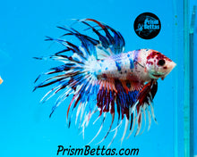 Load image into Gallery viewer, Rainbow Marble Crowntail Male