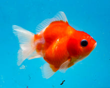 Load image into Gallery viewer, Orange and White Shogun Godzilla (2.5-3.5 inches) Imported from Thailand