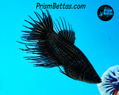 Black Orchid Crowntail Female