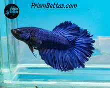 Load image into Gallery viewer, Blue Rosetail Halfmoon Female