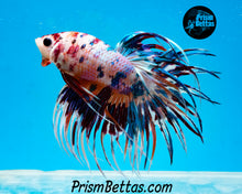 Load image into Gallery viewer, Rainbow Marble Crowntail Male