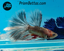 Load image into Gallery viewer, Copper Marble Halfmoon Male