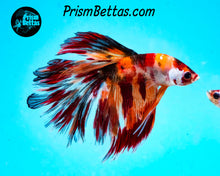 Load image into Gallery viewer, Candy Koi Halfmoon Male